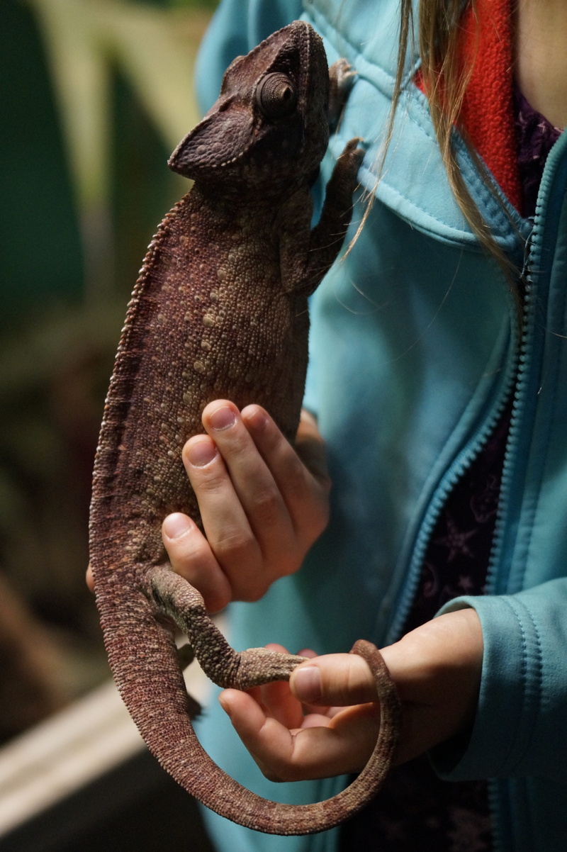 leisure activity, Animal Care, Fond, women, support, bear, experience, midsection, day, focus on foreground, people, holding, adults only, vertebrate, animal wildlife