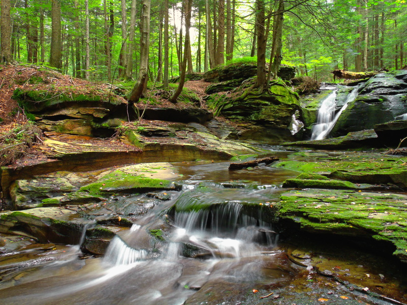 Sullivan County, beauty In Nature, brown water, Upper, summer, green Color, cascades, Mill Creek, East Branch, nature, leaf, water, Endless Mountains, waterfall