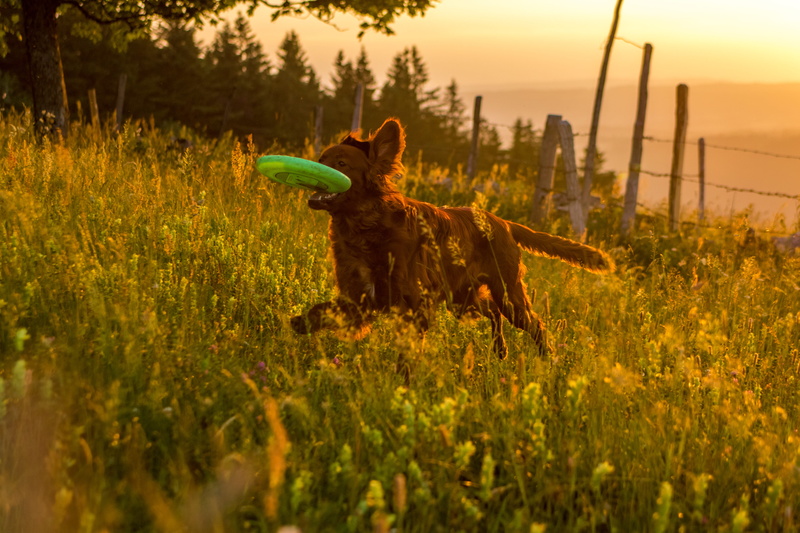 land, la chaux-de-fonds, animal, canine, animal themes, play, 5K, domestic animals, pets, outdoors, sun, field, sunset, irish setter, good time, mammal