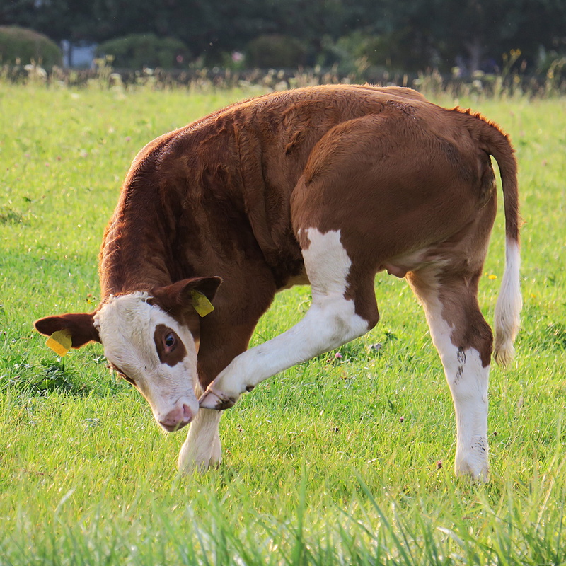 outdoors, vertebrate, land, day, animal themes, herbivorous, fond of animals, livestock, plant, no people, calf, pasture, cattle, cow, domestic animals