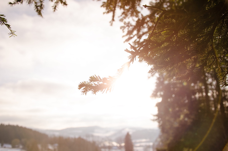 flares, growth, tree, close-up, no people, scenics - nature, selective focus, trees, 4K, sunlight, outdoors, vulnerability, focus on foreground, liveandtravelpictures