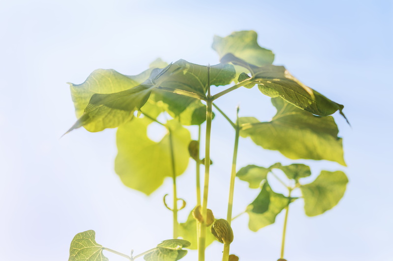 green color, environment, beauty in nature, soft, outdoors, day, green, bean, ukraine, no people, focus on foreground, sky, nature, haricot, leaves, tender