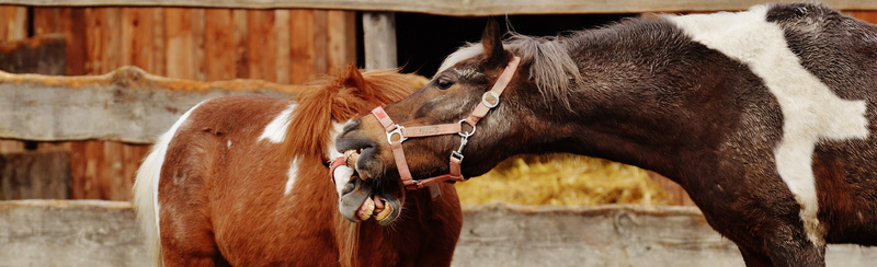 group of animals, stable, pets, animal rescue, 5K, domestic animals, animal family, vertebrate, domestic, pony, animal wildlife, mammal, animal welfare