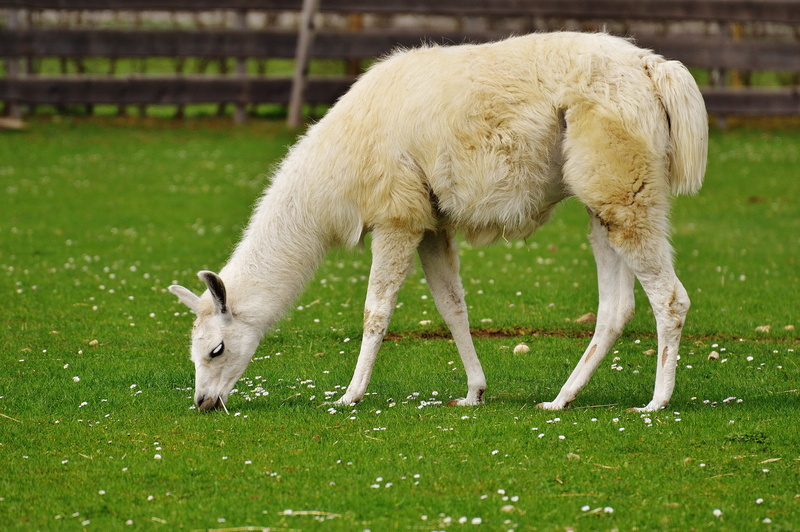 nature, 5K, sanctuary, land, white color, lama, grass, pets, satisfied, domestic, daytime, cute, animal rescue, no people, one animal, plant, livestock