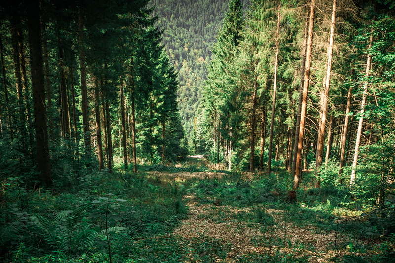 outdoors, day, tranquility, switzerland, sapins, tree, doubs, sunny day, trail, grass, growth, green color, forest, la chaux-de-fonds, landscape, the way forward