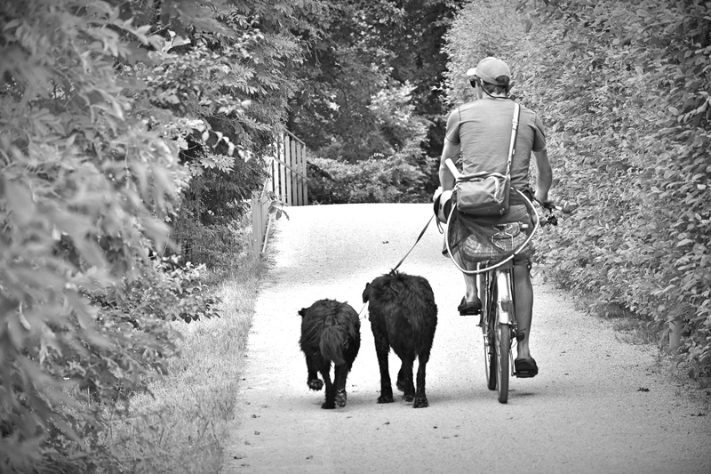 day, away, one person, cycling, trees, pet owner, domestic, walking, young, vertebrate, bike, dogs, cyclists, 5K, pets, man, lifestyles, domestic animals