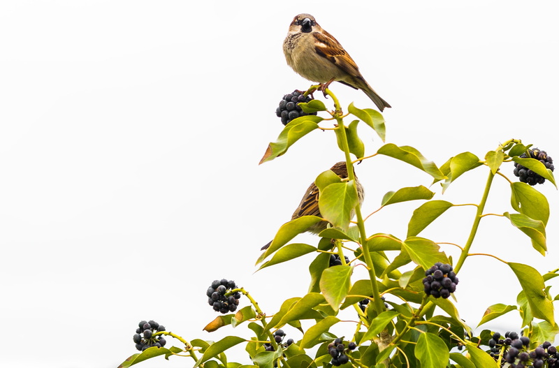 1080P, sky, fun, low angle view, leaf, small animal, cute, outdoors, copy space, close, animal wildlife, lindau, sit, intimate, animal themes, plant part