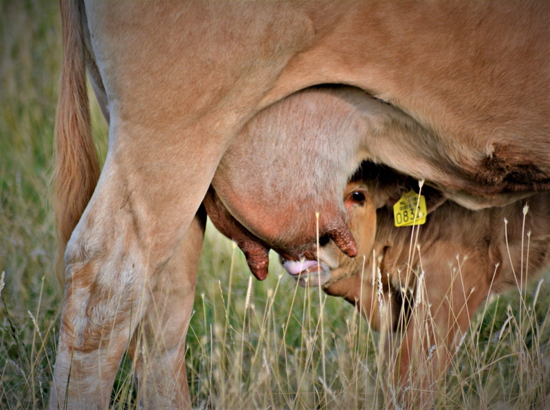 nature reserve, pets, domestic animals, meadow, cow, herbivorous, vertebrate, one animal, ruminant, sweet, mammal, land, agriculture, female animal, grass