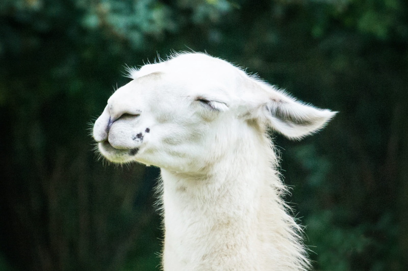 white color, sweet, animal wildlife, white, eyes, profile view, zoo, pets, satisfied, wildlife photography, focus on foreground, photo, head, domestic animals
