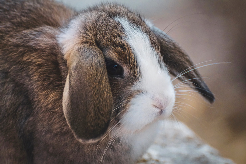 cute, sit, one animal, rodent, whisker, 5K, animal, small, vertebrate, dwarf bunny, close-up, hanging ears, rabbit, bunny, hare, herbivorous, ears, aries rabbit