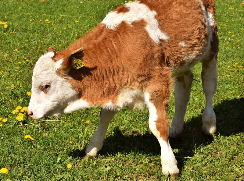 outdoors, iffeldorf, green color, animal, day, grass, nature, no people, cow, sunlight, animals, cute, sanctuary, pets, herbivorous, domestic animals, calf