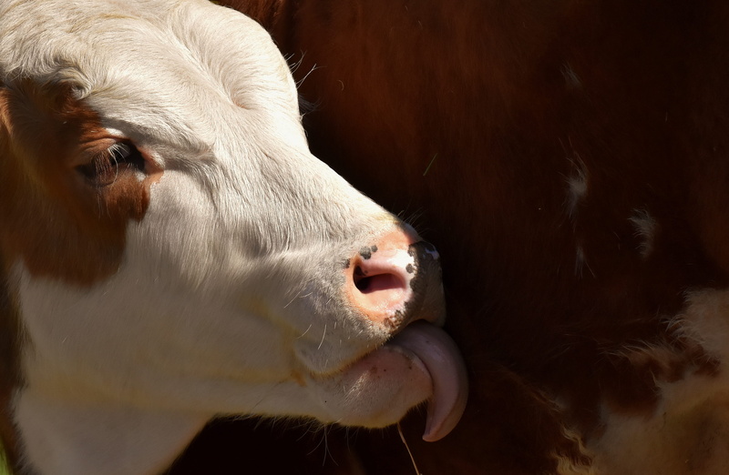 cattle, calf, domestic animals, 4K, close-up, domestic cattle, animal body part, indoors, one animal, mammal, agriculture, animal themes, animal mouth