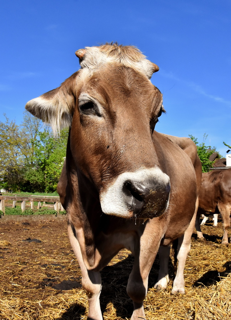 cow, herbivorous, mammal, plant, no people, fisheye, beef, livestock, fond of animals, animal head, animals, looking at camera, sanctuary, animal, 4K