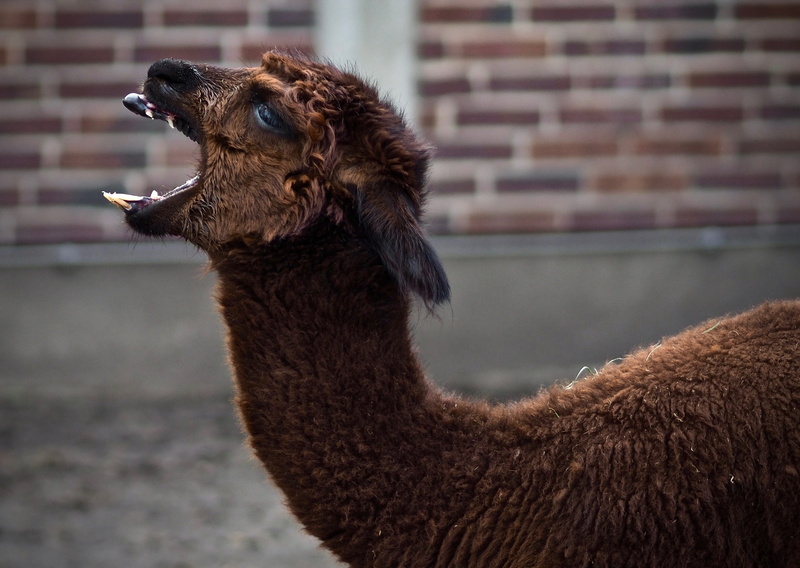 day, animal neck, vertebrate, camel, brown, head, wildlife photography, no people, focus on foreground, pets, llama, animal themes, face, nature, herbivorous