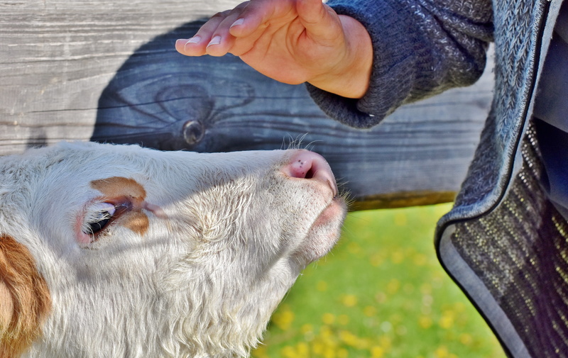 human body part, 5K, sanctuary, young animal, farm, body part, one animal, agriculture, ruminant, day, fond of animals, pets, hoofed animals, vertebrate