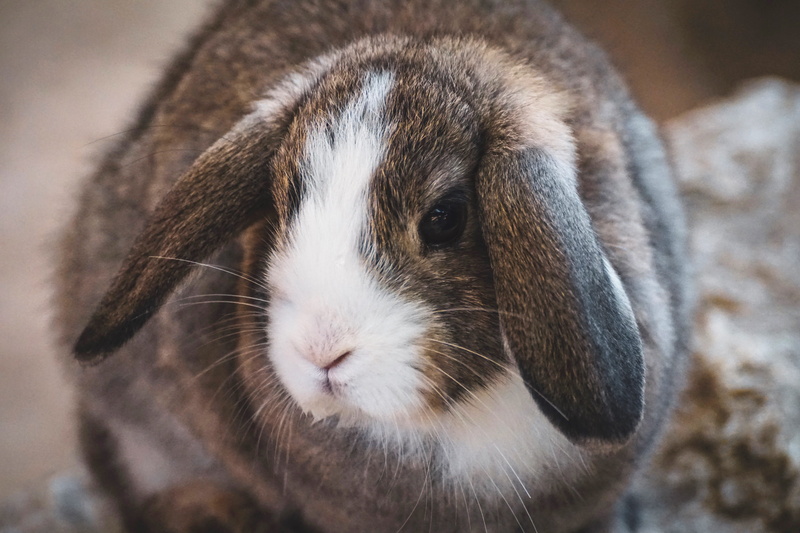 hare, vertebrate, sit, head, day, animal head, bunny, animal hair, pet, animal body part, fur, dwarf bunny, animal world, aries rabbit, fond of children