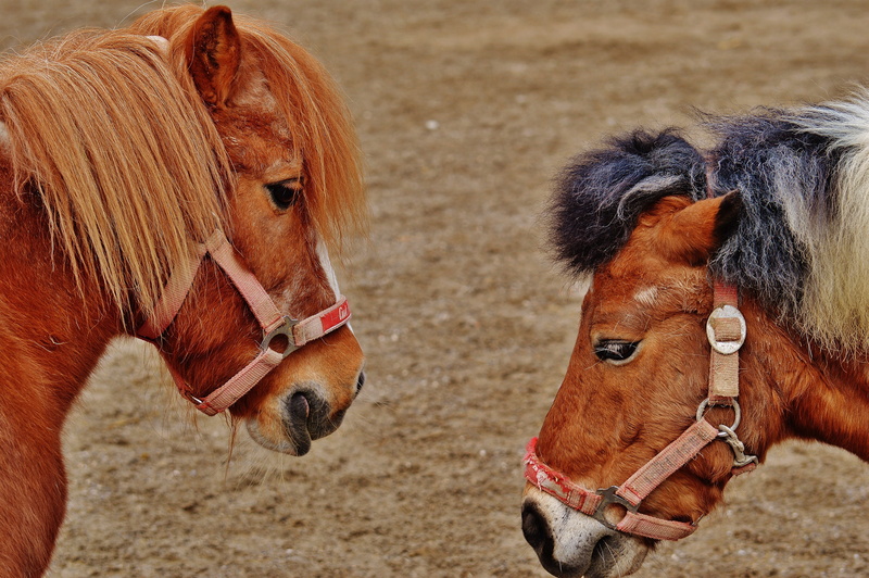 group of animals, animal body part, animal family, Horses, animal themes, hoofed animals, animal head, livestock, sanctuary, pets, Animal Rescue, good aiderbichl