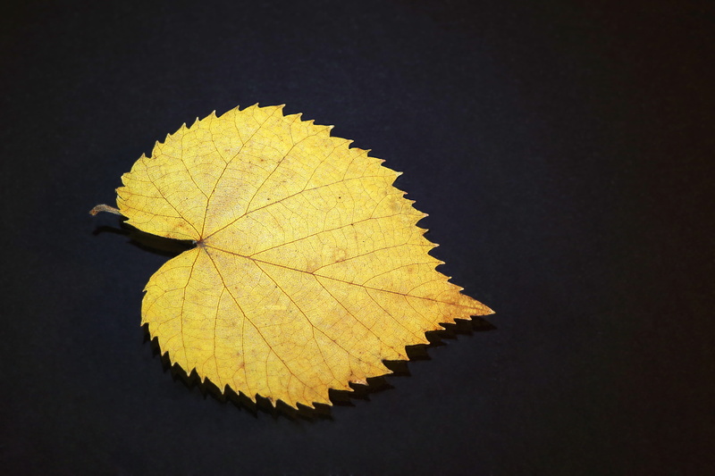 natural condition, leaves, plant, plant part, fragility, black background, single, symmetry, yellow, leaf vein, outdoors, black, leaf, dry, gold, close-up