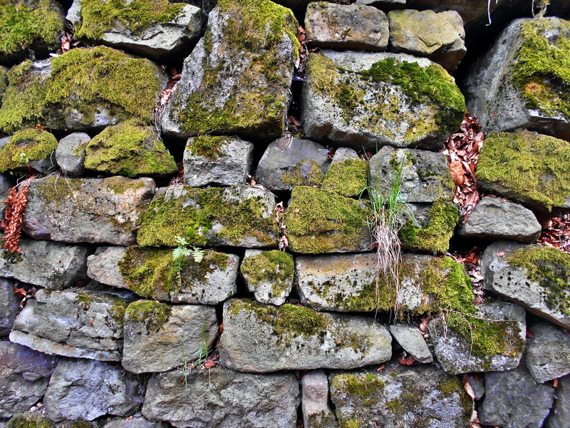 stone wall, mossy, growth, overgrown, close-up, moss, pattern, 5K, day, rock - object, old, wall - building feature, lichen, built structure, full frame