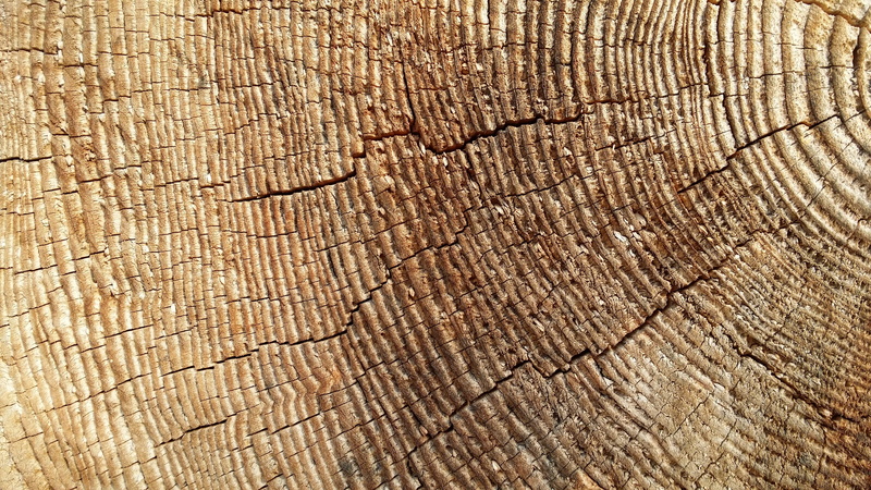 brown, directly above, wood grain, nature, natural pattern, textured, backgrounds, Wood, tree, trunk, concentric, tree ring, rough, tree stump, day, cracked