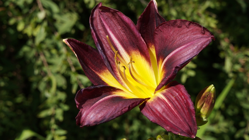 maroon, 4K, no people, close-up, freshness, blossom, macro, plant, flower, petal, flower head, growth, bloom, focus on foreground, daylily, yellow, flowers