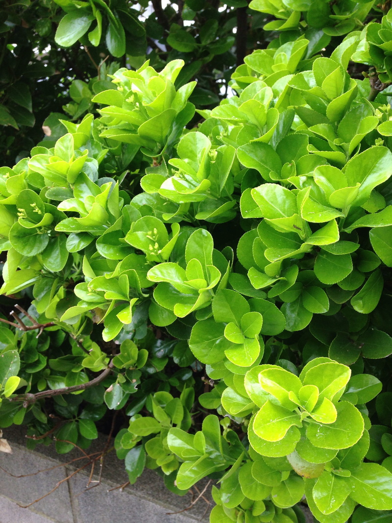 vegetable, plant, day, leaf, healthy eating, beauty in nature, outdoors, summar, wellbeing, full frame, high angle view, food, leaves, bushes, 2K, nature