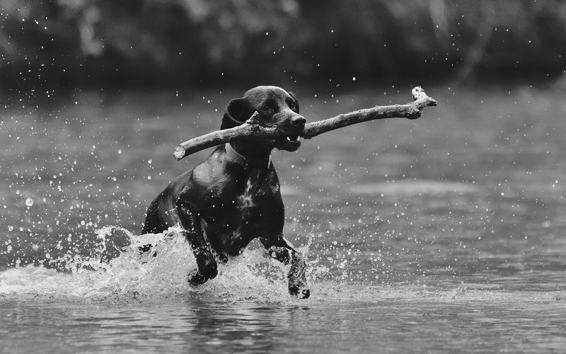 one animal, waterfront, coated, short, medium, outdoors, domestic, one person, animals, motion, wet, focus on foreground, real people, day, splashing, nature