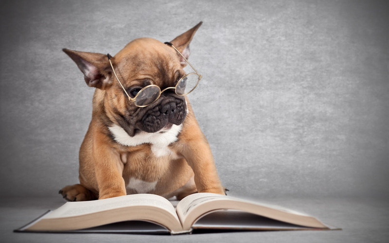 coated, white, size, brown, short, reading, funny, dog, 2K, medium, funny pics