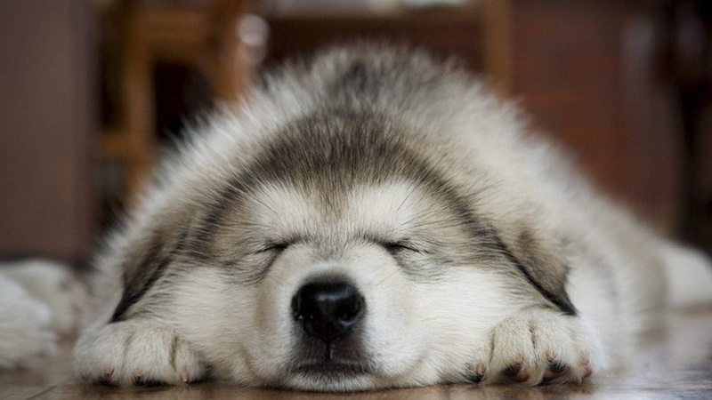 sleeping, resting, one animal, mammal, napping, indoors, animals, animal, white, domestic, coated, pets, dog, tired, animal head, long, no people, canine