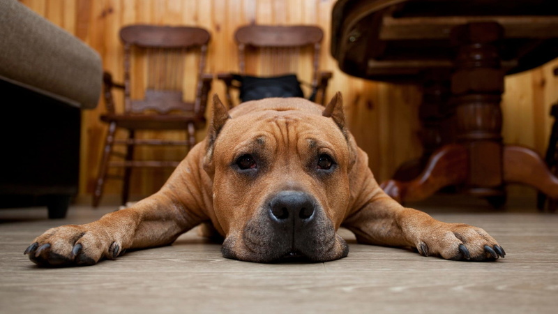 canine, no people, purebred dog, animal, relaxation, short, domestic, dog, lying down, pets, mammal, brown, domestic animals, one animal, coated, animal head