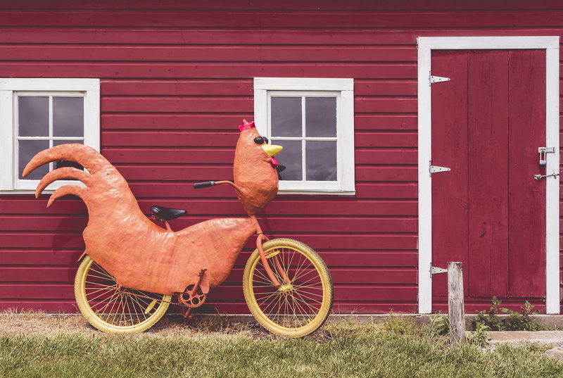 wheel, objects, entrance, pets, residential district, window, no people, red, humor, wierd, wood - Material, bike, brown, crazy, rural Scene, rooster, old