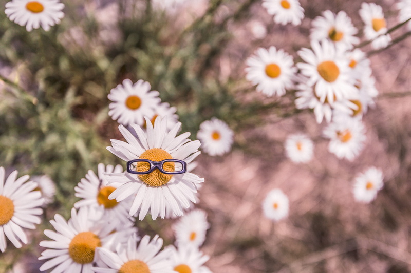 freshness, plant, white color, funny, tree, nerdy, summer, glasses, backgrounds, flower Head, close-up, selective focus, inflorescence, day, nature, white
