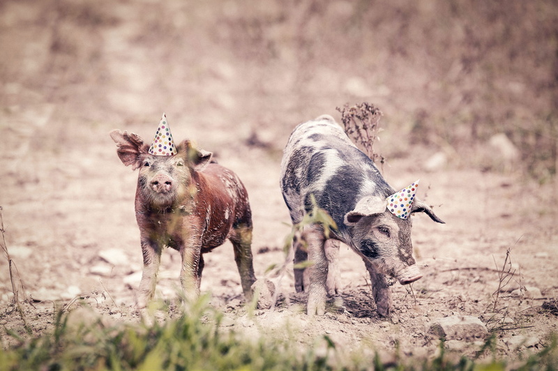 two, nature, agriculture, goofy, lazy, friends, group of animals, animals, no people, silly, animal, mammal, adorable, cute, pig, dirt, rural Scene, animals In The Wild