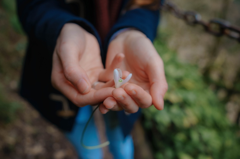 focus on foreground, flower, flowering plant, holding, child, human hand, high angle view, day, freshness, unsplash, one person, nature, human body part