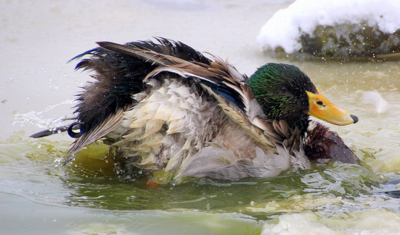 lake, plumage, day, duck, fluffed up, bill, feather, animal themes, mallard, outdoors, nature, 2K, bird, inject, paddling, male, colorful, beak, no people