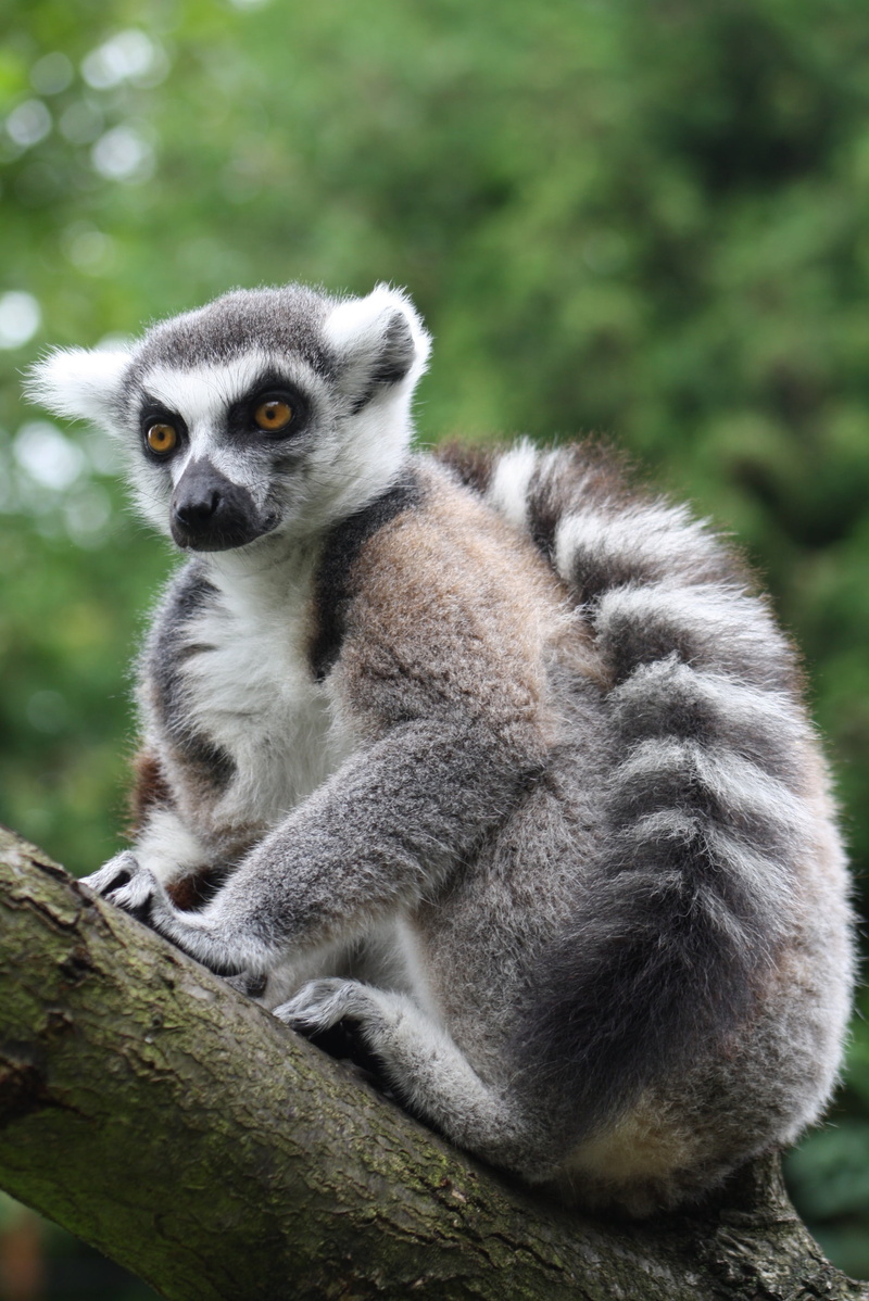tree, looking, cheeky, wild, catta, no people, species of primate, tail, animal, portrait, sitting, zoo, out, madagascar, striped, wildlife, nature, primates