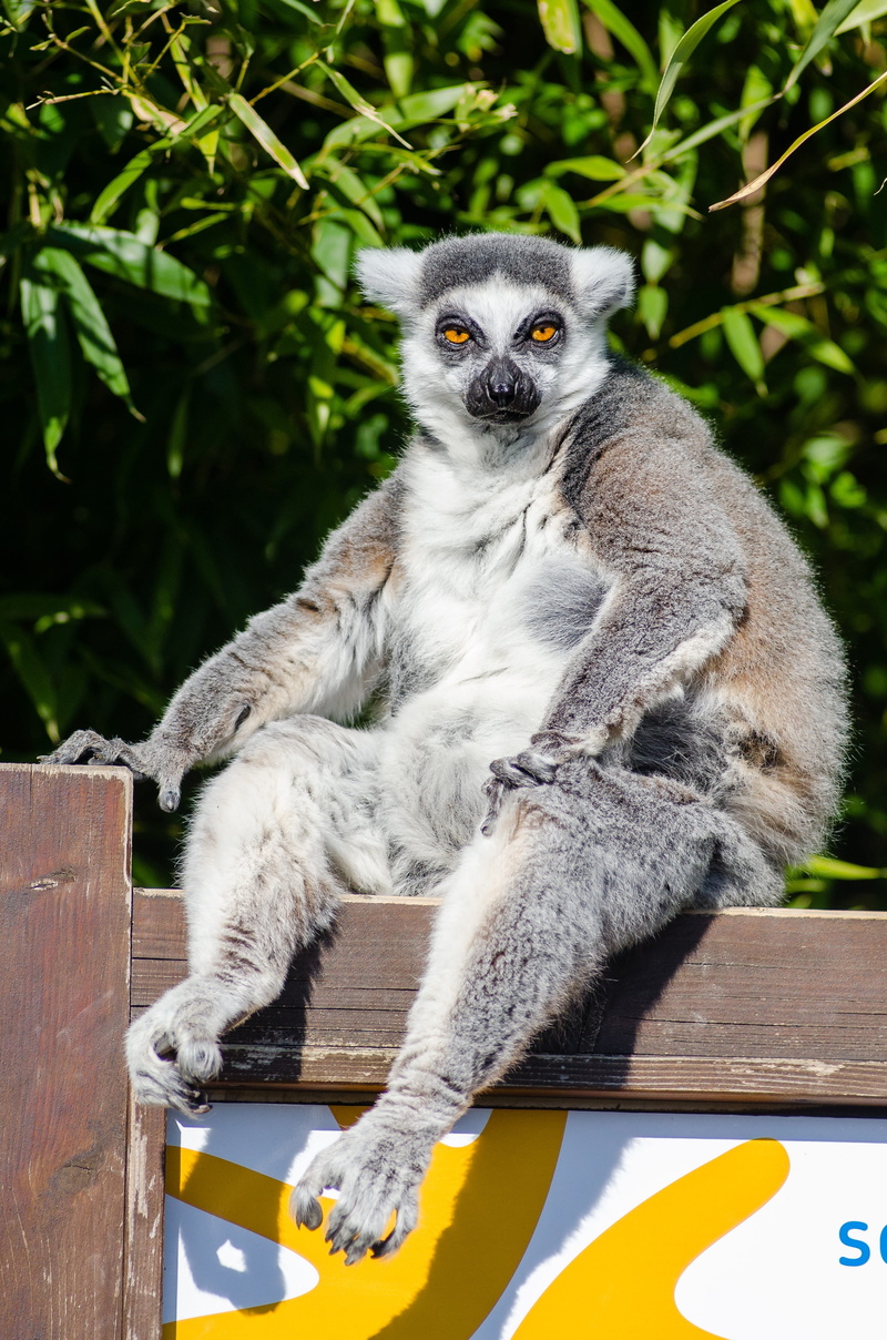looking at camera, lemuridae, bamboo, animal wildlife, animals, primate, mammal, wooden, lemur, monkey, sunlight, animals in the wild, nature, madagascar