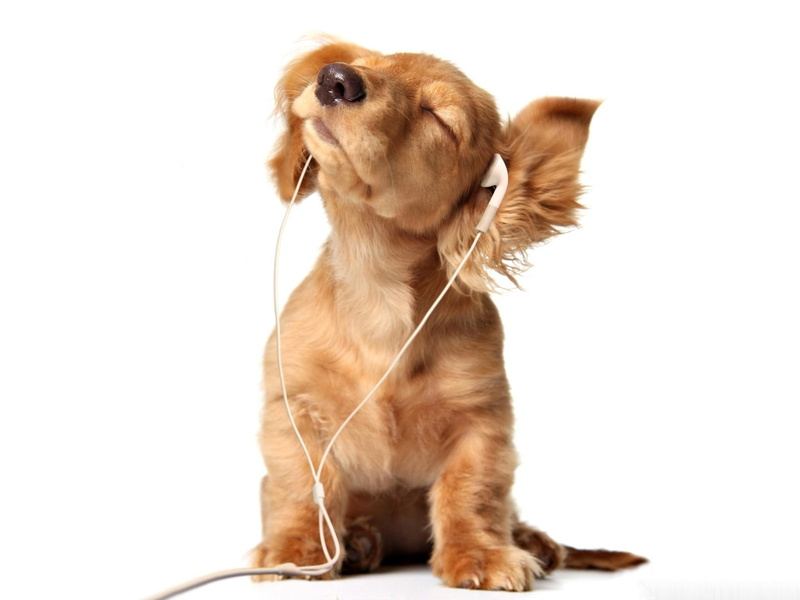 music, funny, animals, cocker, cute, puppy, spanier, 1080P