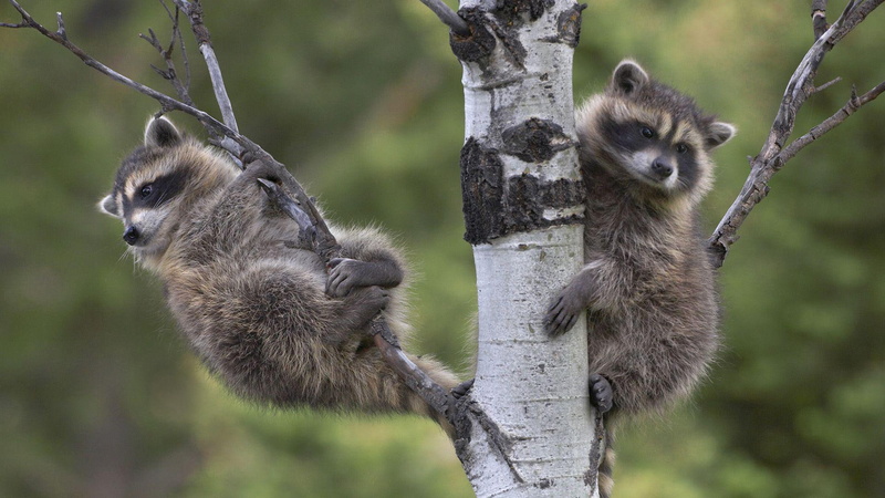 animals, grey, 1080P, raccoons, tree, black, 1920x1080, raccoon