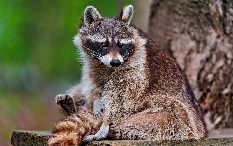 brown, tree, 2K, raccoon, animal, striped