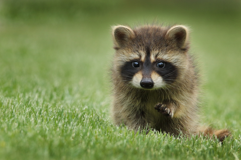 outdoors, selective focus, muzzle, grass, vertebrate, young Animal, carnivore, green Color, walk, portrait, day, plant, pets, animal wildlife, whisker