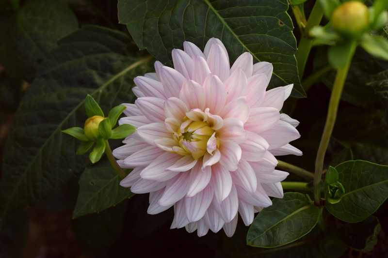 5K, macro, close-up, blossom, green color, selective, colorful, color, season, summer, flower head, bouquet, farbenpracht, petal, petaled, freshness, dahlia