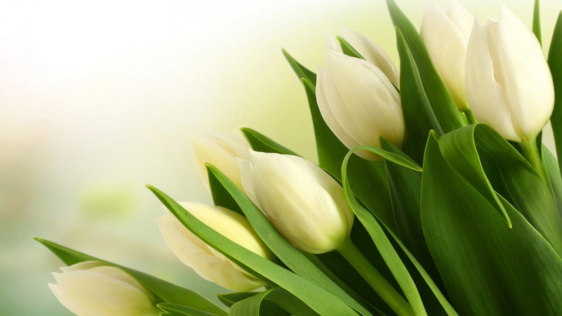 floral, flower arrangement, growth, bunch of flowers, botanical, bright, bouquet, white color, springtime, vulnerability, inflorescence, nature, bloom