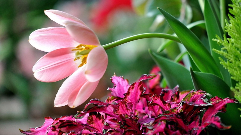 day, plant, decoration, shrub, flowerbed, color, summer, flower, flowering plant, leaf, ornamental garden, bud, yellow, inflorescence, pink, vulnerability