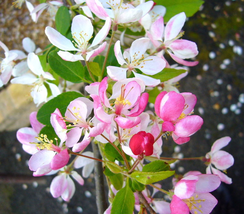 vivid, beauty In Nature, petaled, bright, fragility, flowering tree, season, nature, photo, pollen, focus on foreground, bouquet, botany, close, plant part