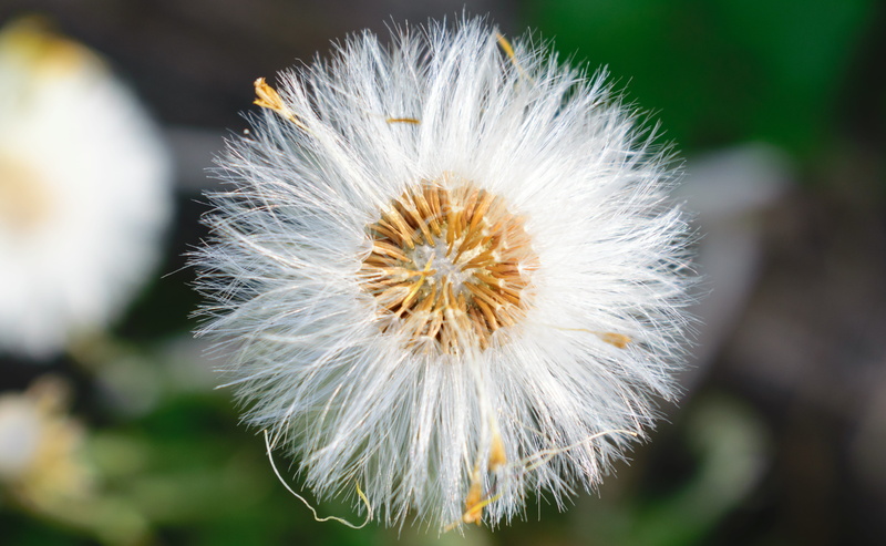 color, Nature, dom, white color, season, sky, bloom, growing, texture, beauty in nature, decoration, white, flowering plant, decor, design, seed, wind
