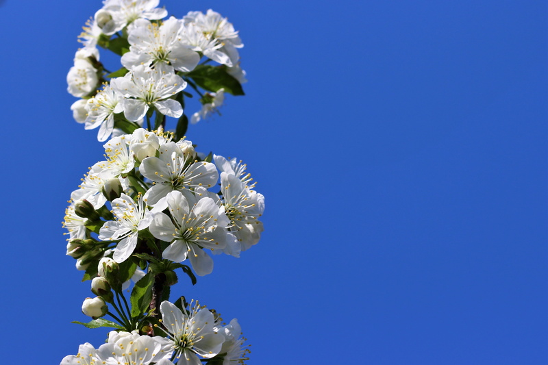 outdoor, address, nature, curve, blooming, blossoms, photo, flower arrangement, no people, flowering plant, rural, flower, color, blue, cherry tree, lemon