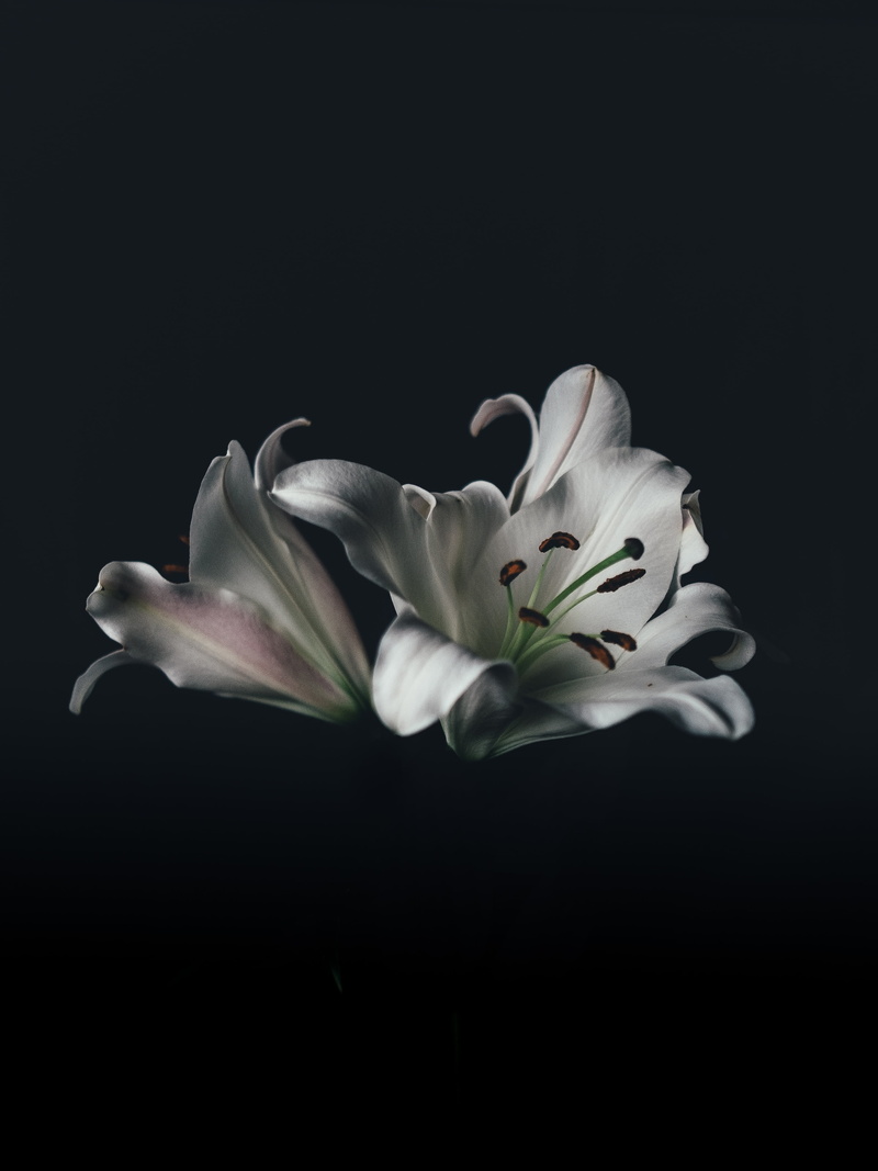 flowering plant, photography, petal, no people, plant, pollen, beauty in nature, growth, petals, close-up, flower, blur, freshness, inflorescence, indoors