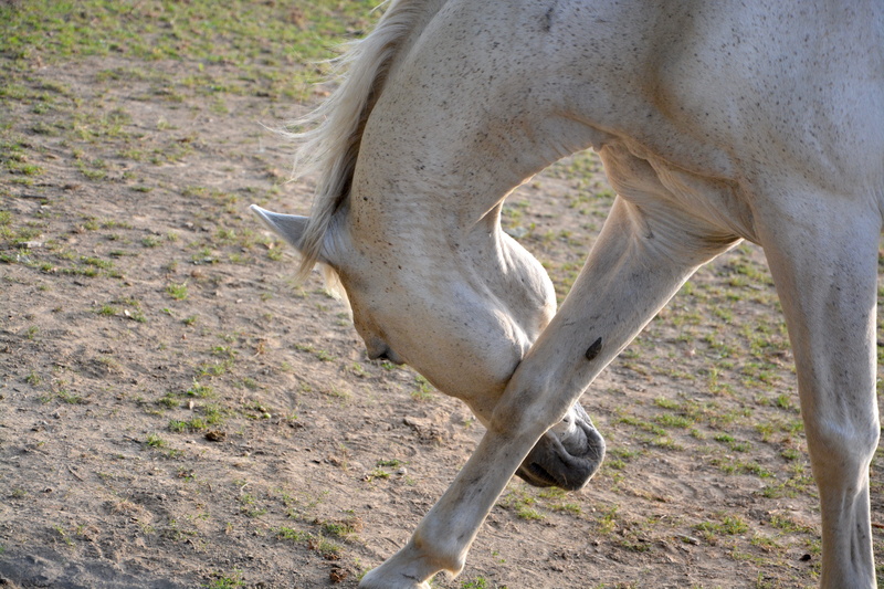reverence horse, domestic animal, horseback riding, day, animal, land, elegant, vertebrate, field, animal wildlife, sign, domestic animals, outdoors, 5K