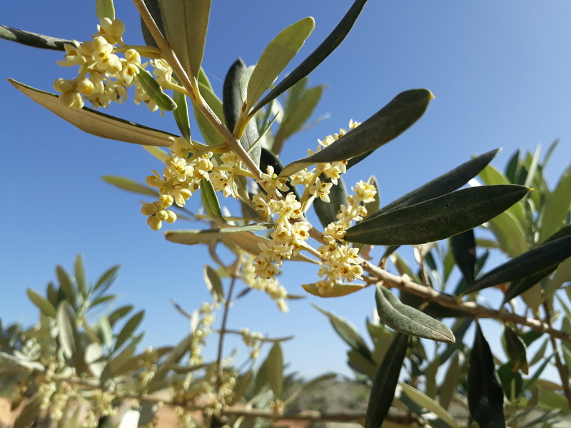 close-up, blue, freshness, nature, outdoors, food and drink, sky, fragility, sheet, no people, biblical plants, low angle view, plant, oliva, leaf, 4K